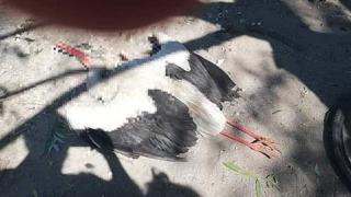 Пак безчинство: Циганчета убиха щъркел, а с трупа му... (СНИМКА 18+)
