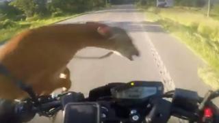 Брутално ВИДЕО: Моторист се кефи, че се е пребил при удар със сърна 