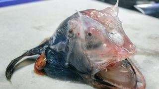 Цял свят умува – какво е това морско създание (СНИМКИ) 