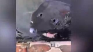 Риба от ада без очи ужаси всички (ВИДЕО)