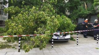 Силният вятър в Русе прекърши дървото като кибритена клечка (СНИМКИ)