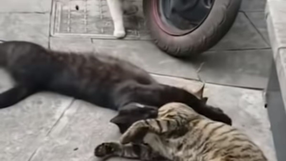 Котарак хвана котката си с любовник - смешно ВИДЕО стана хит в мрежата