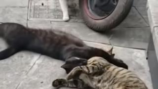 Котарак хвана котката си с любовник - смешно ВИДЕО стана хит в мрежата
