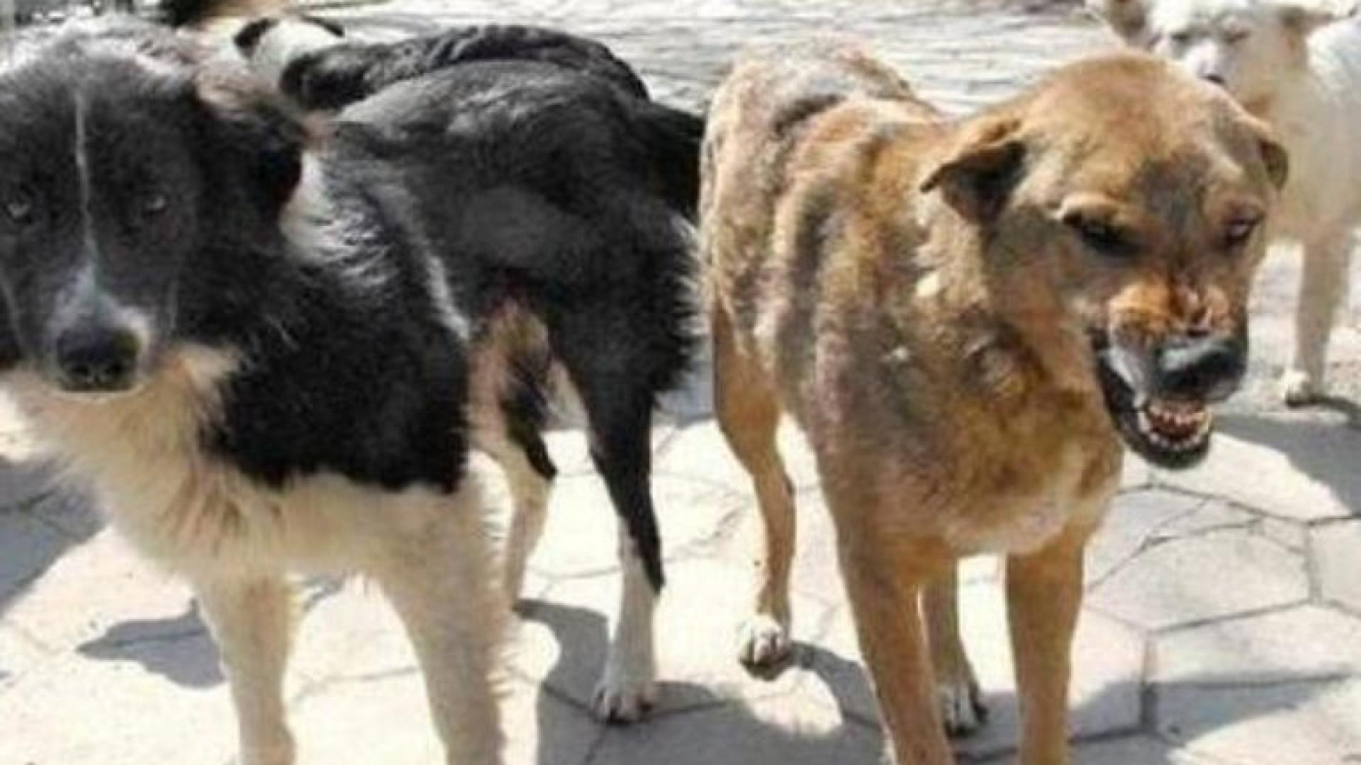 Глутница кучета разкъса жена в Рилци!