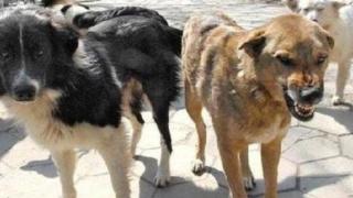 Глутница кучета разкъса жена в Рилци!