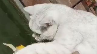 Не е за вярване това приятелство между котка и риби (ВИДЕО)