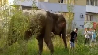 Мъж изведе на разходка два слона по улиците на град (ВИДЕО)