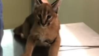Сърдита котка каракал се опита да изплаши ветеринар (ВИДЕО)