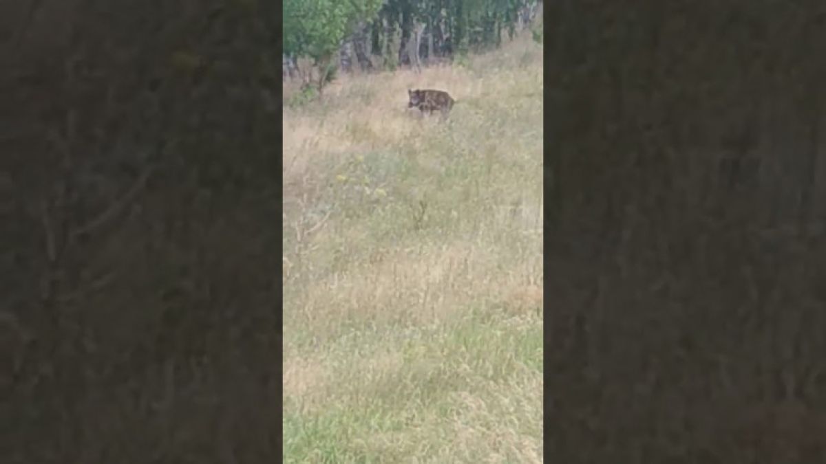 Глиган бутна под самосвал моторист и не позволи на никой да му помогне (ВИДЕО)