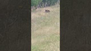 Глиган бутна под самосвал моторист и не позволи на никой да му помогне (ВИДЕО)
