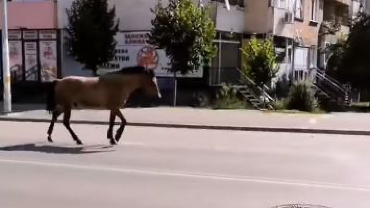 Столичният квартал "Овча купел" заприлича на Дивия Запад (ВИДЕО)