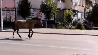 Столичният квартал "Овча купел" заприлича на Дивия Запад (ВИДЕО)