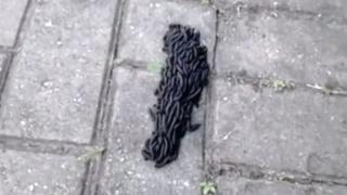 Ужасяваща твар изпълзя пред жена на пътя (ВИДЕО)