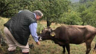 Нещо страхотно се случи с най-известната българска крава Пенка