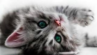 Котенце направи нещо, което изуми цялата мрежа (ВИДЕО)