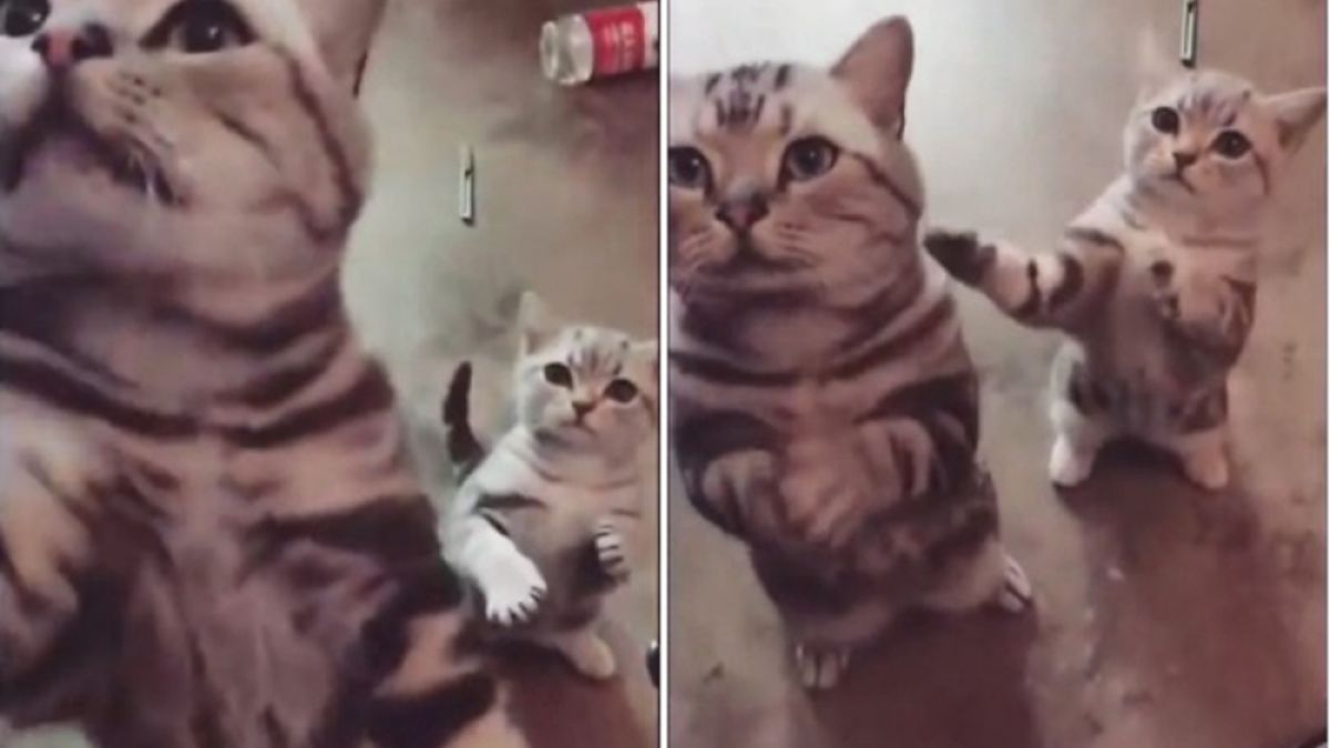 Вижте как котенце и майка му трогателно молят за храна ВИДЕО
