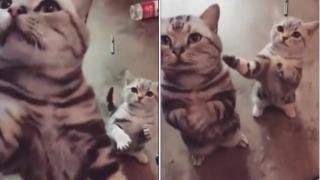 Вижте как котенце и майка му трогателно молят за храна ВИДЕО