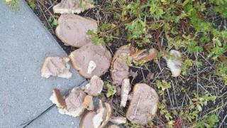 Пловдивчани, внимавайте! Не разхождайте кучетата си на това място СНИМКА 