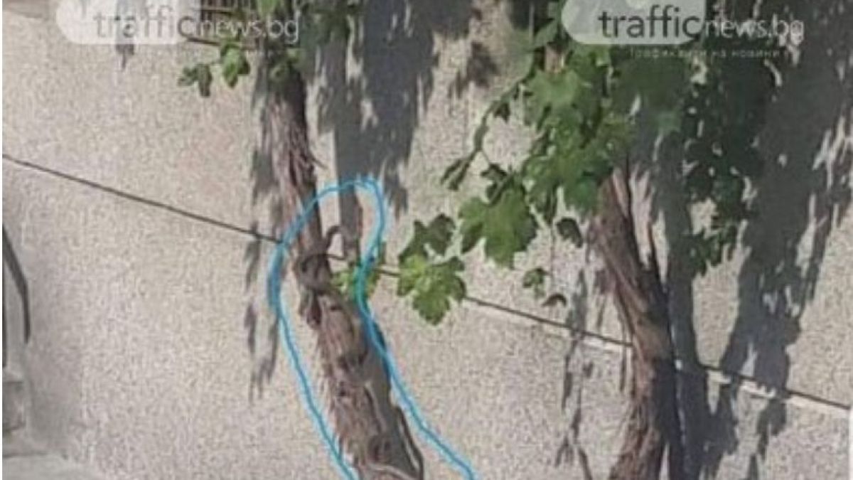 Страховита твар всява паника в Пловдив СНИМКИ