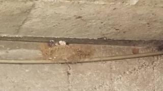 Чудесата в сервиза на потомците на Яворов нямат край ВИДЕО 