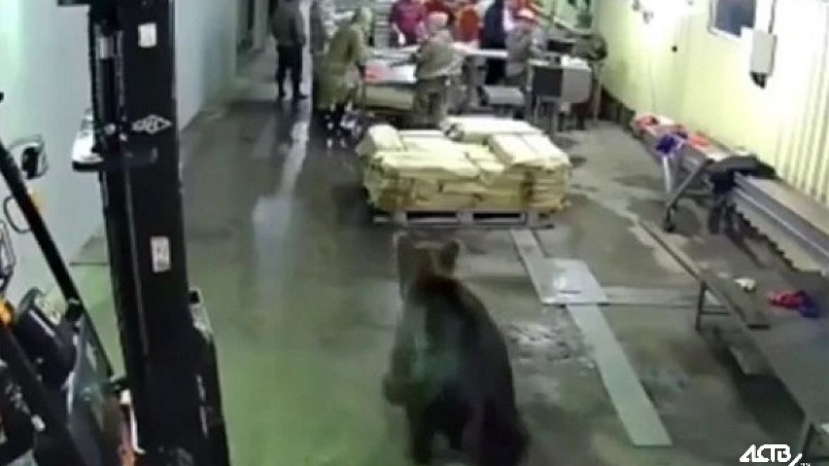 Мечка влезе в завод за риба и стана страшно ВИДЕО
