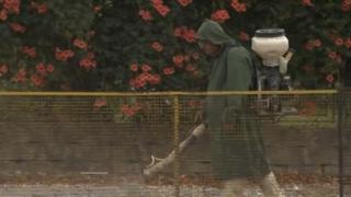 Полиция охранява кланиците за свине 