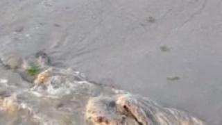 Трупове осеяха морския бряг край Дуранкулак ВИДЕО
