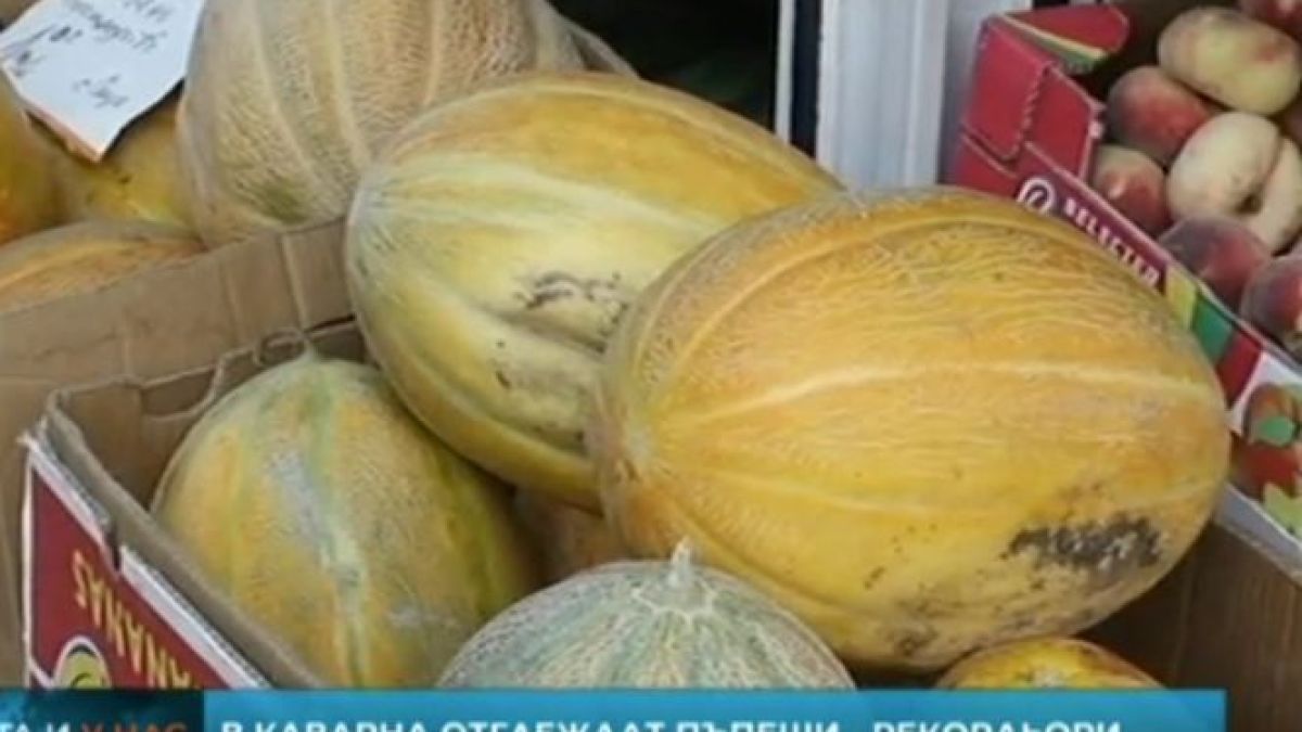 Земеделец от Каварна отгледа пъпеши по-големи от тикви
