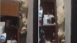 Котарак се страхуваше да скочи и намери хитър начин да слезе ВИДЕО