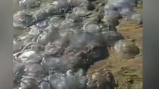 Море се превърна в желе заради мъртви медузи ВИДЕО