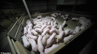 Филм за клането на животни ражда вегани екстремисти ВИДЕО