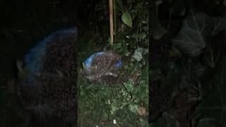 Шумен секс между животни смущава жители на цяла Германия