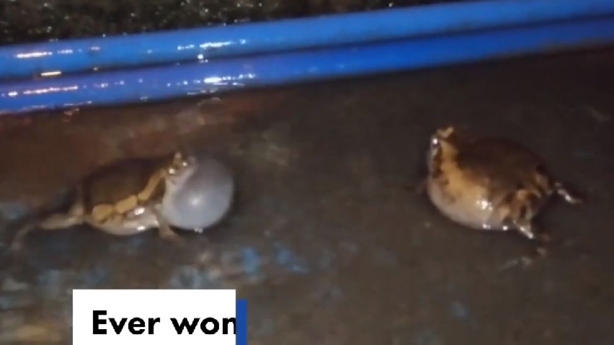 Любопитно ВИДЕО на бой на жаби заснето случайно