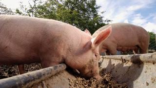 Съдът отхвърли жалбата на стопаните от Болярово на първа инстанция