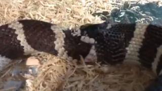 Гладна кралска змия си глътна опашката ВИДЕО 