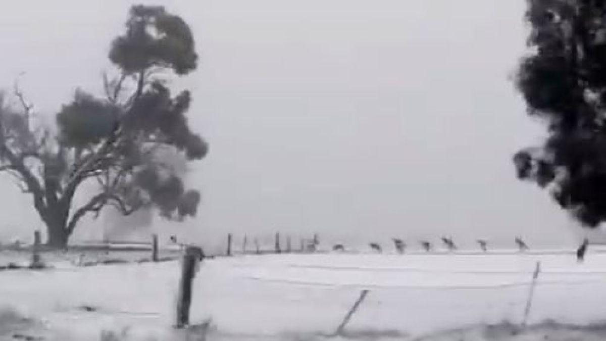 Шокиращо ВИДЕО от Австралия изуми света