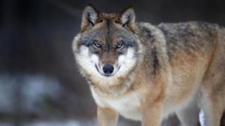Кошмар! Огромен вълк нападна спящо в палатка семейство