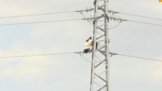 Масова смърт на щъркели край Бургас! Причината е…