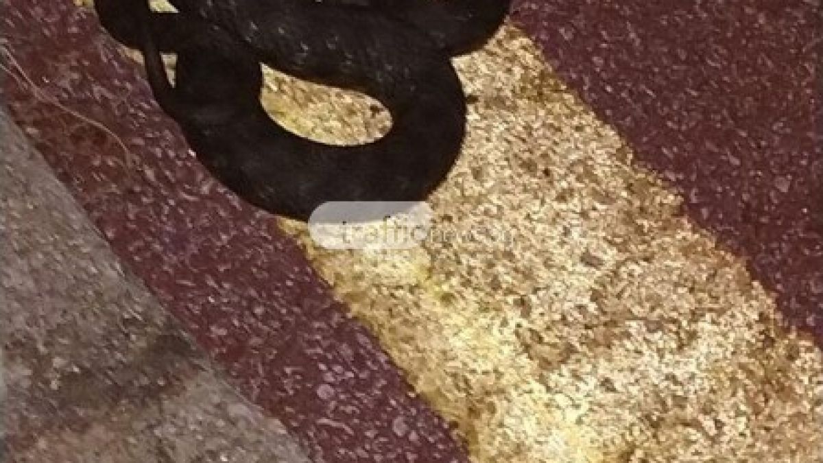 Нещо страшно изпълзя на Гребната в Пловдив, велосипедистите в паника СНИМКА