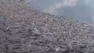 Какво става?! От язовир Ружица изплува мъртва...