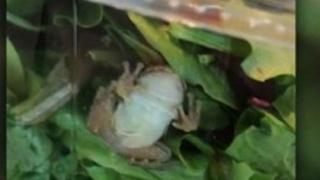 Купиха си органична салата, а вътре откриха жива жаба (СНИМКИ)