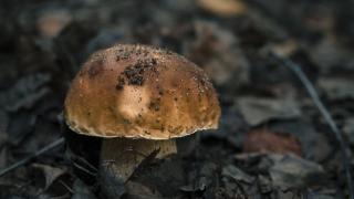 Гъбар откри чудовище в гора до Пампорово