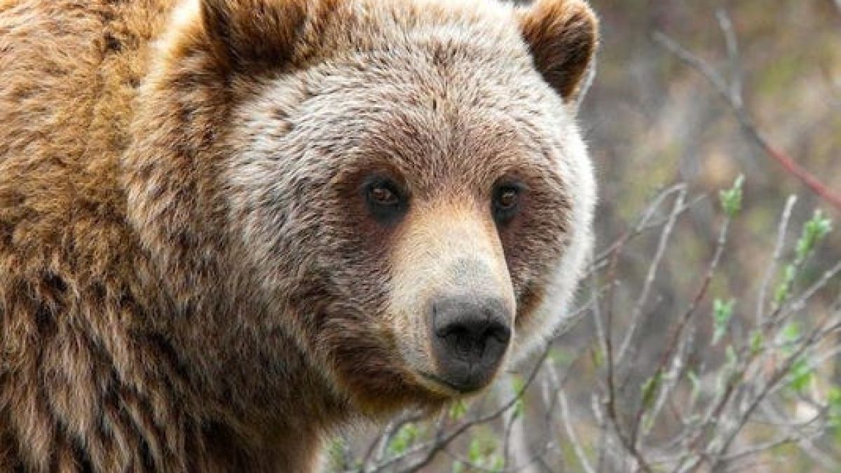 Мечка погуби френски композитор