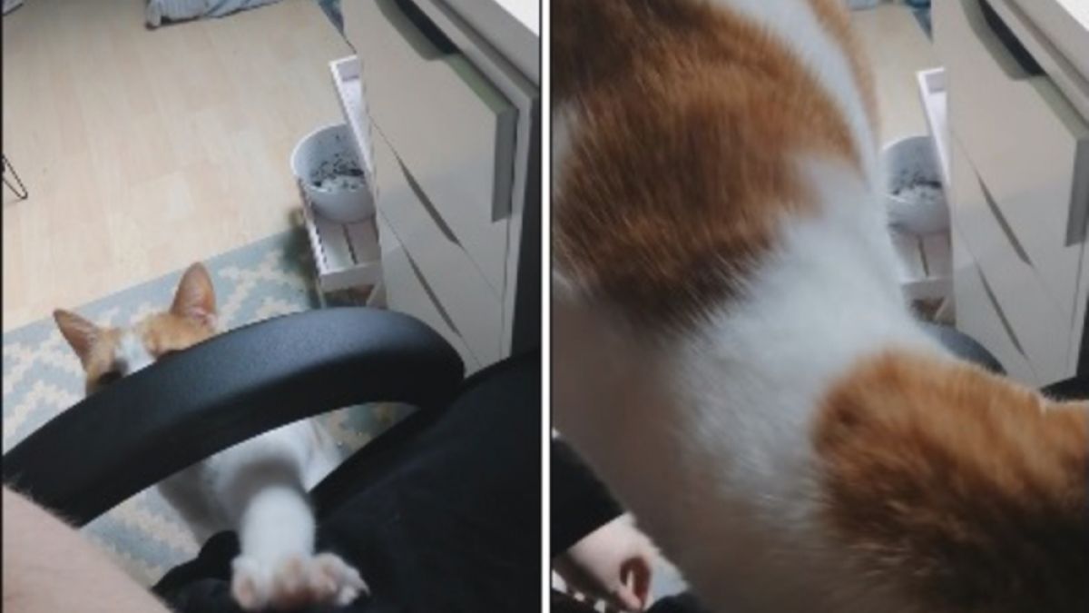 Вежлива котка очарова мрежата ВИДЕО