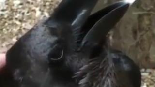 Оптична илюзия с животно подлуди мрежата ВИДЕО