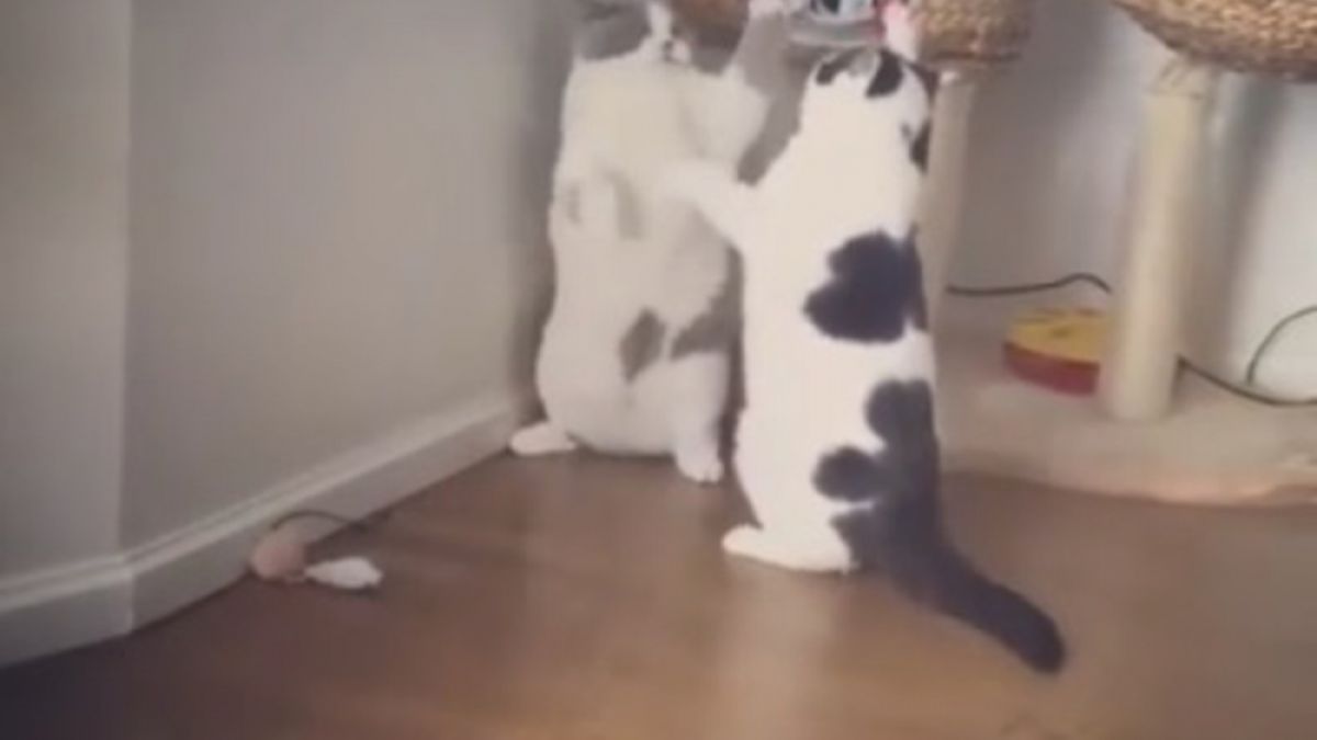 Котараци развеселиха мрежата с "боксовия" си двубой ВИДЕО