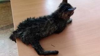 Шофьор на камион пътува 17 часа без почивка заради коте