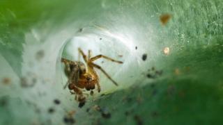 Жена чуваше странни звуци, но истината се оказа много страшна
