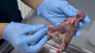 Шокиращо: Откриха котенце мутант с осем крака и четири уши СНИМКИ