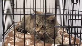 Изчезнала котка бе намерена след 11 години скитане